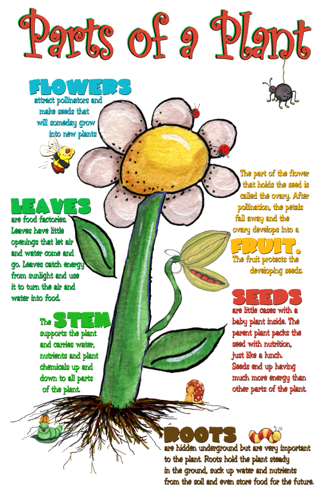 Parts-of-a-Plant