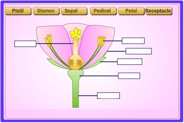 Flower parts game