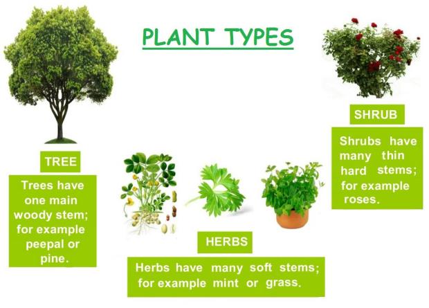 Plant types