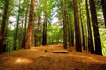 SUSPENDIDA SALIDA AL BOSQUE DE SECUOYAS