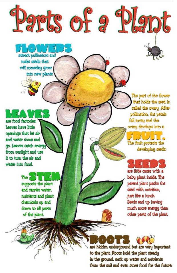 parts of plants uses