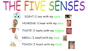 The senses Song – Year 1