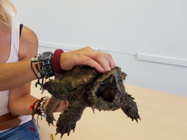 EXPOSICIÓN DE REPTILES EN PRIMARIA.