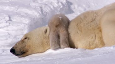 POLAR BEARS TAKE THEIR FIRST STEPS  (David Attenborough)