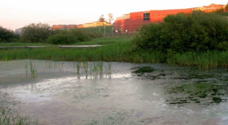 YEAR 6 AND WETLANDS!